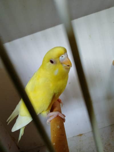 lutino male age 3 sy 4 month  whats app num 03418116315