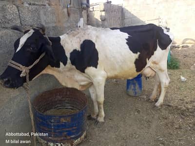 cow cr