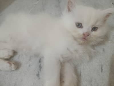 Persian kittens for sale