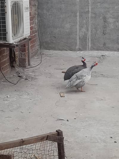 Chakor ( Guinea fowl ) breeder pair