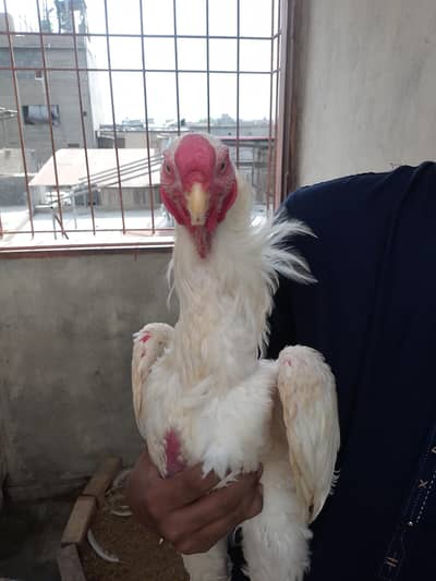 perrotbeek male breeder price 100k