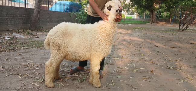 lakha mundra and kaka mundra for sale