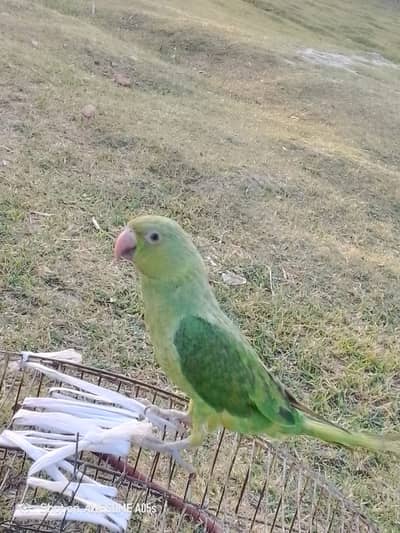 Green male patha