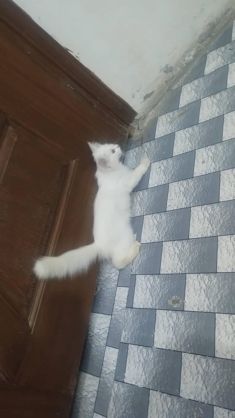 kitten cat 0