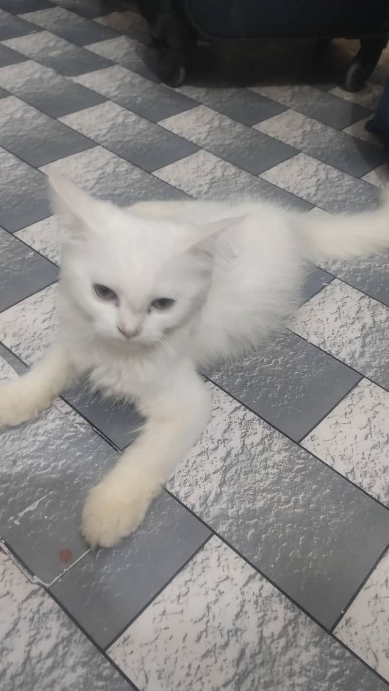 kitten cat 1
