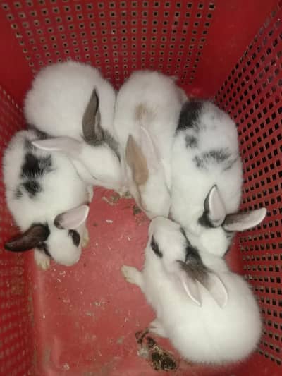 rabbit baby for sale 03224186572