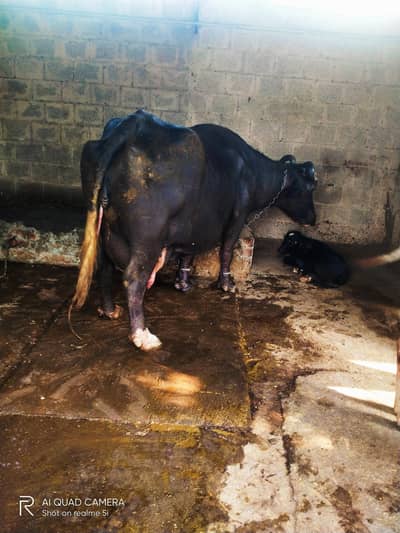 ¥Neilli bhains taza Sui