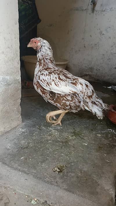 aseel cheeni or lakhi madi for sale