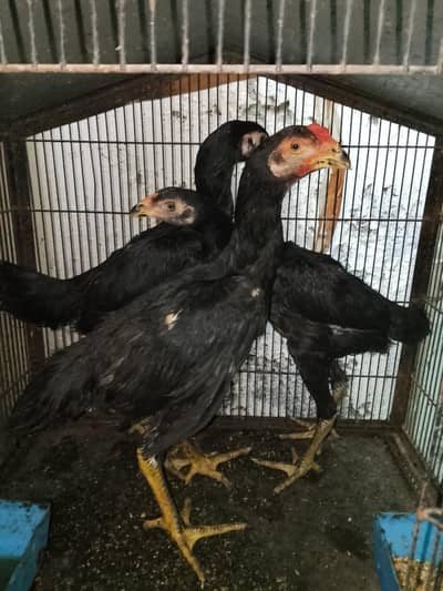 Pure 3 black shamo available read description for details