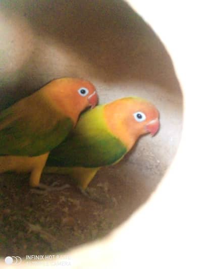 green euwing ophline pair