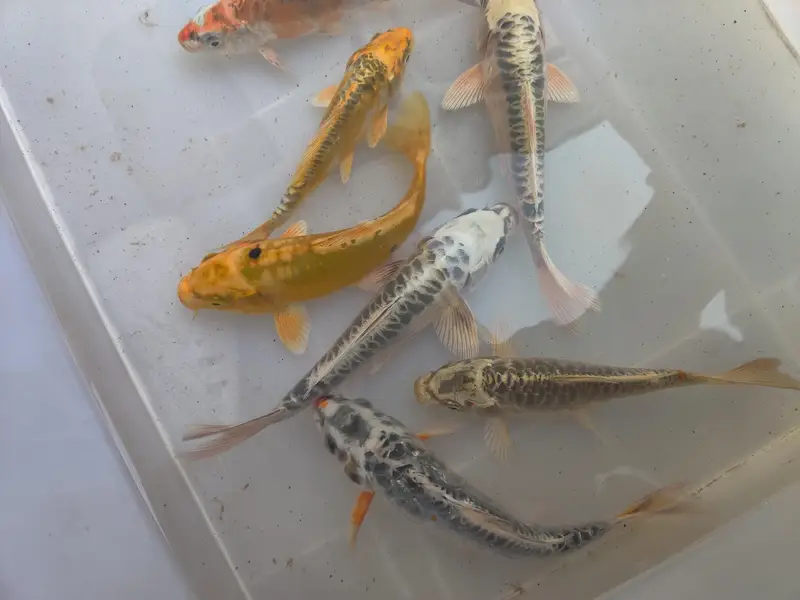 japanese koi fish