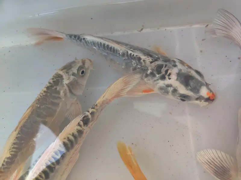 japanese koi fish — photo 2