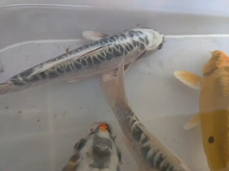 japanese koi fish — photo 3