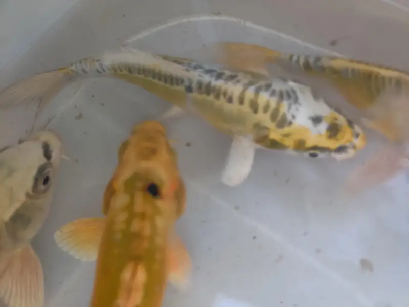 japanese koi fish — photo 4