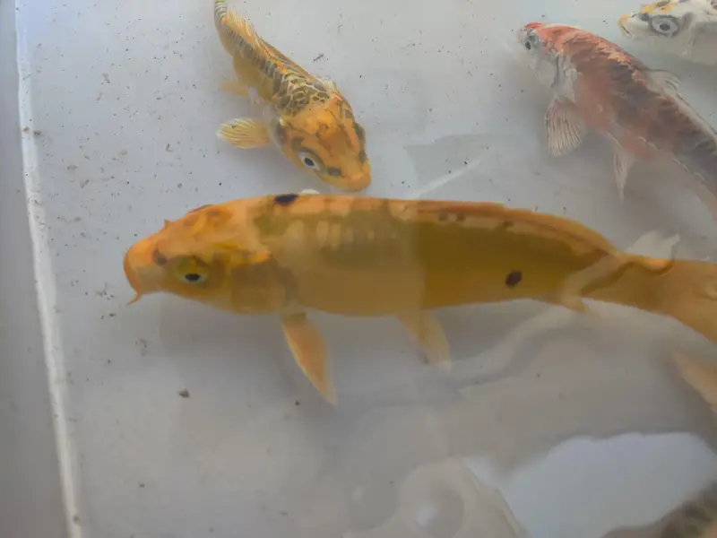 japanese koi fish — photo 5
