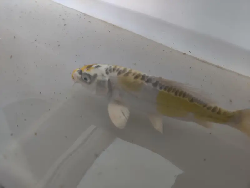 japanese koi fish — photo 6