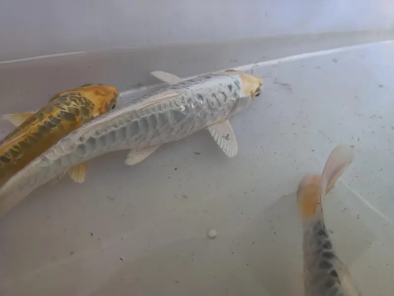 japanese koi fish — photo 7