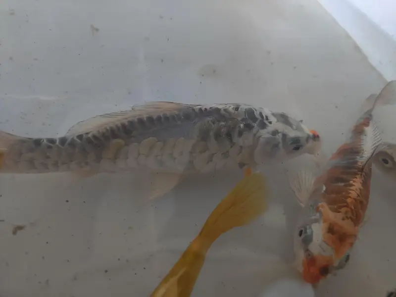 japanese koi fish — photo 8