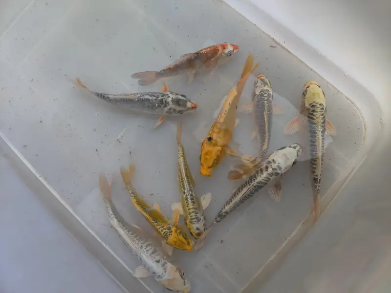 japanese koi fish — photo 10
