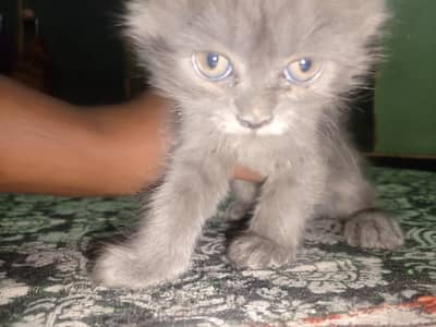 kitten for sale