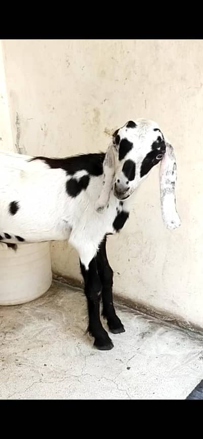 dasi Bakra Bacha  03098289032