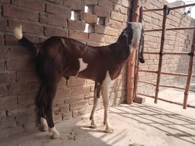 Breeder bakra for sale