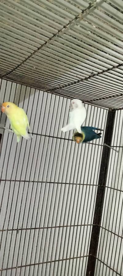 love birds