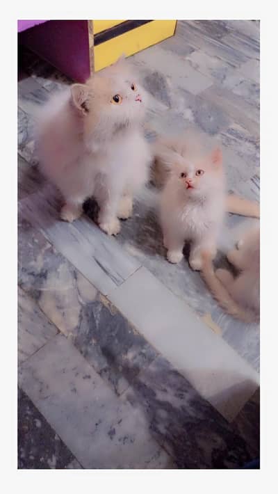 3 Female cute babies