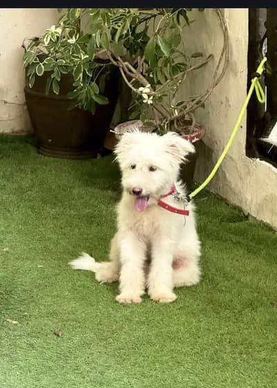 American poodle