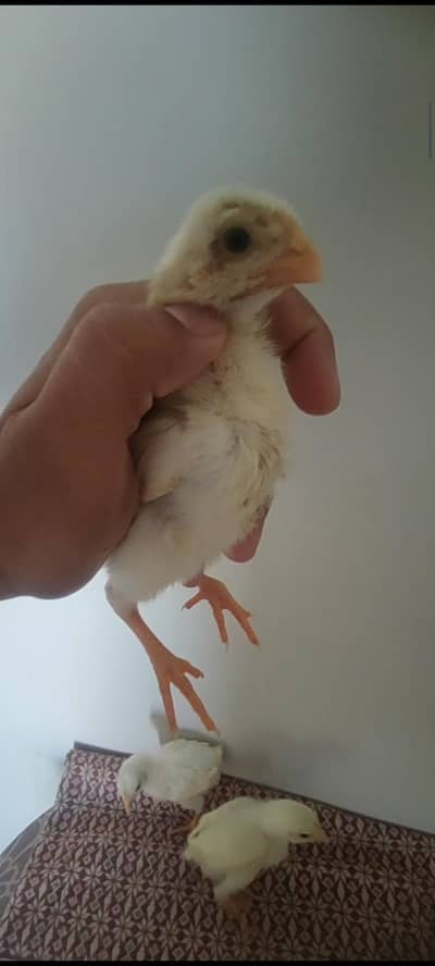 indian parrot beak chicks / shamo chicks