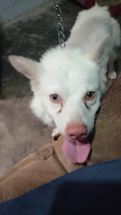 German Dog