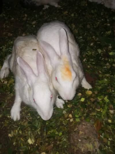 *For Sale: Healthy Rabbit Pair *