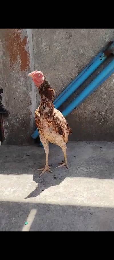 Aseel Female For Sale