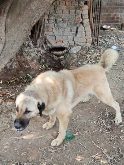 bakalwal dog available