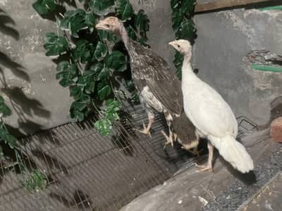turkey bird, turkey chicks, turkey baby male or female