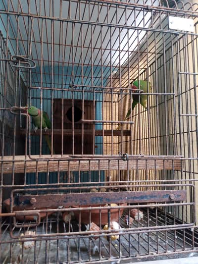 raw phari breedar pair