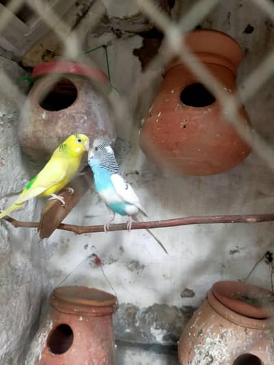 budgie pair for sale. 03257580975