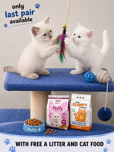 Long Coat Himalayan Kittens – Only 1 pair left