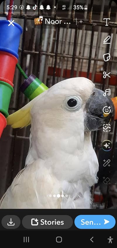 cockatoo . african gray parrot. yellow ringnik .  Yellow Bip Lori
