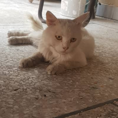 All white persian cute cat