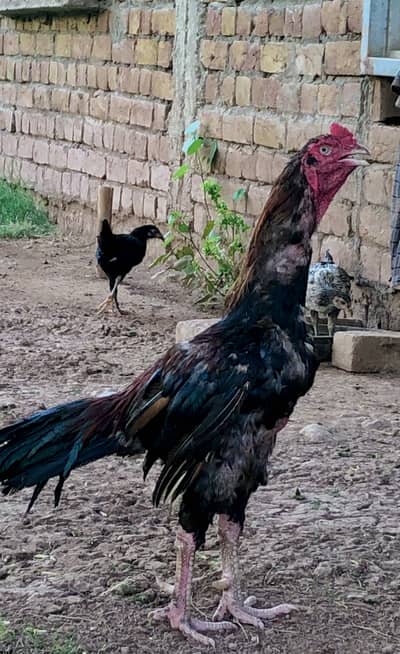 High quality aseel phatta