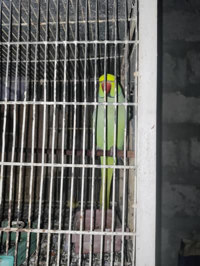 ring neck parrot