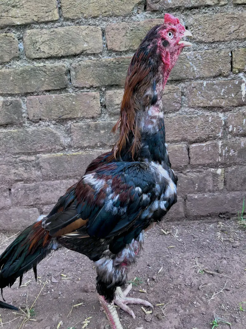 High quality aseel phatta — photo 4