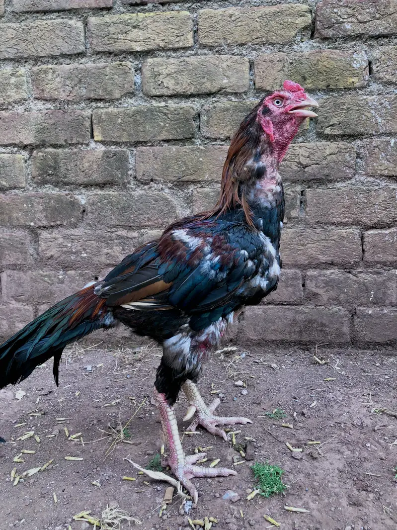 High quality aseel phatta — photo 5