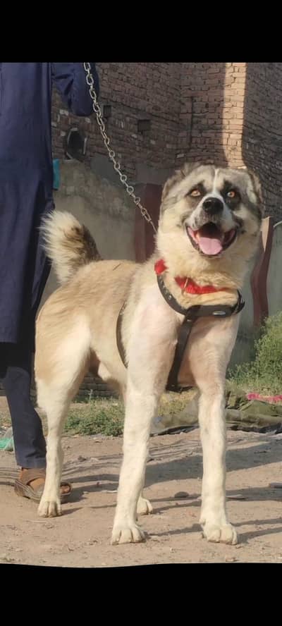 pure Afghan kuchy male age 10 month for sale sequrty dogs for sale
