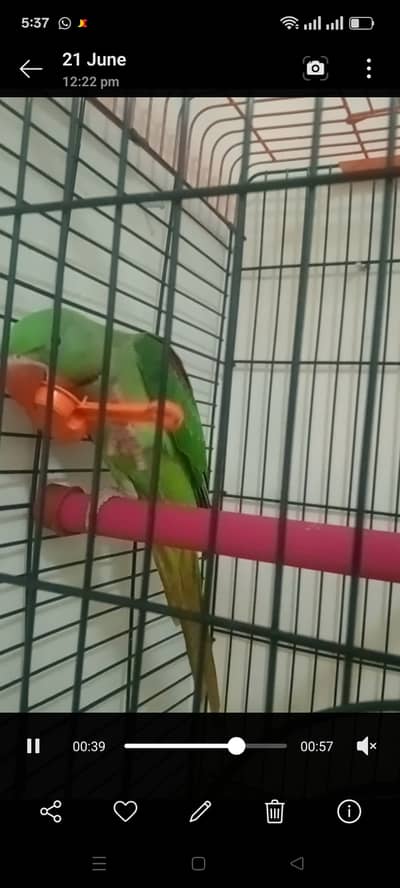 01 raw parrot male healthy and active