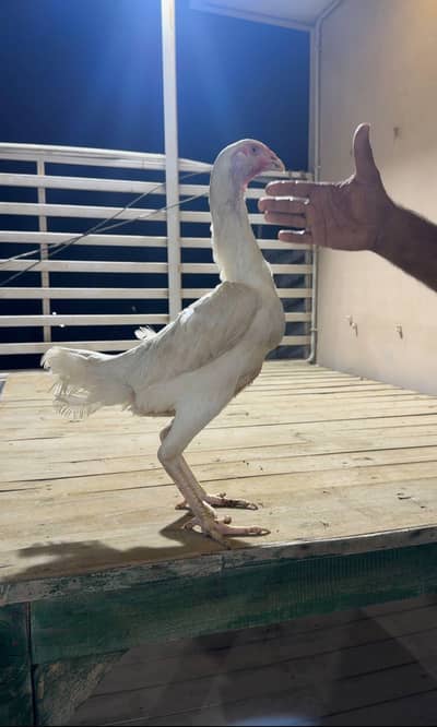 White shamo pair