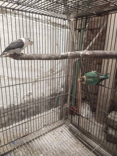 Love Birds Pair