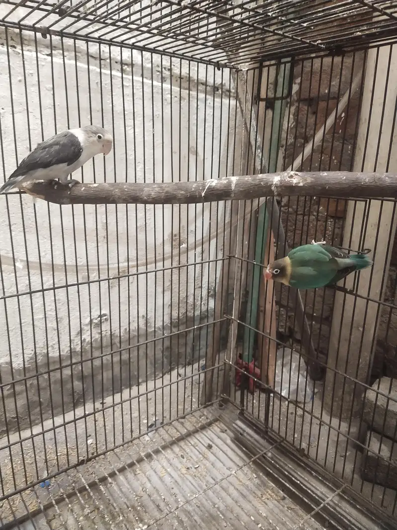 Love Birds Pair