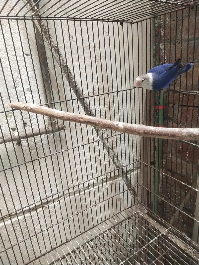 Love Birds Pair — photo 2